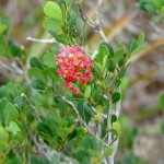 Locustberry (Byrsonima lucida)