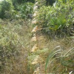 Lopsided indian grass (Sorghastrum secundum)