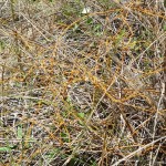 Lovevine (Cassytha filiformis)