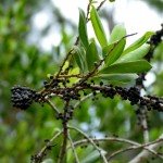 Myrsine (Myrsine cubana)