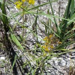 Narrowleaf yellowtops (Flaveria linearis)