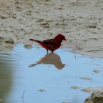 Northern cardinal male (Cardinalis cardinalis)