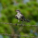 Northern mockingbird (Mimus polyglottos)