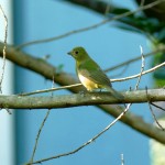 Painted bunting female (Passerina ciris)