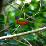 Painted bunting male (Passerina ciris)