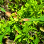Paintedleaf (Poinsettia cyathophora)