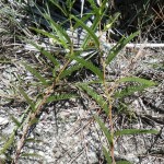 Partridge pea (Chamaecrista fasciculata)