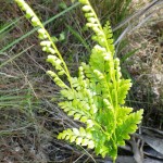 Pine fern (Anemia adiantifolia)