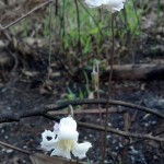 Pine-hyacinth (Clematis baldwinii)