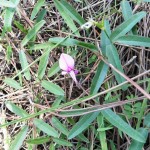 Pineland milkpea (Galactia pinetorum)