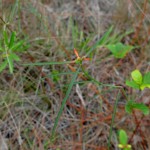 Pineland poinsettia (Euphorbia pinetorum)