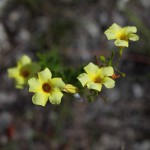 Pineland-allamanda (Angadenia berteroi)