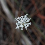 Pineland blackanther (Melanthera parvifolia)