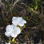 Pineland clustervine (Jacquemontia curtisii)