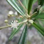 Pineland croton (Croton linearis)