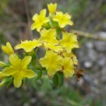 Pineland heliotrope (Heliotropium polyphyllum)