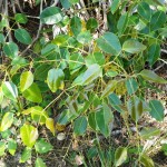 Poisonwood (Metopium toxiferum)