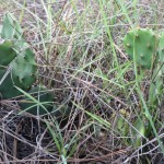 Pricklypear (Opuntia humifusa)
