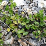 Quailberry (Crossopetalum ilicifolium)