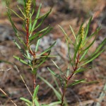 Queensdelight (Stillingia sylvatica)