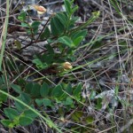 Rabbitbells (Crotalaria rotundifolia)