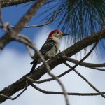 Red-bellied woodpecker male (Melanerpes carolinus)
