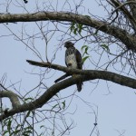 Red-sholdered hawk juvenile (Buteo lineatus)