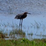 Reddish egret juvenile (Egretta rufescens)