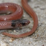 Rim rock crowned snake (Tantilla oolitica)