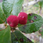 Rough velvetseed (Guettarda scabra)