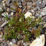 Rustweed (Polypremum procumbens)