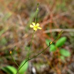 Sand flax (Linum arenicola)