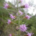 Shortleaf gayfeather (Liatris tenuifolia)