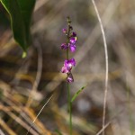 Showy milkwort (Polygala violacea)