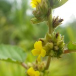 Sleepy morning (Waltheria indica)