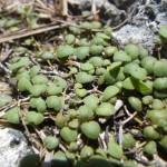 Small wedge sandmat (Chamaesyce deltoidea)