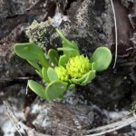 Small's milkwort (Polygala smallii)