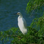 Snowy egret (Egretta thula)