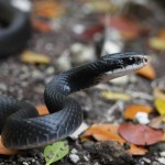 Southern black racer (Coluber constrictor priapus)