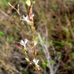 Southern beeblossum (Oenothera simulans)