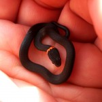 Southern ringneck snake (Diadophis punctatus punctatus)