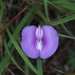 Spurred butterfly pea (Centrosema virginianum)