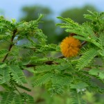 Sweet acacia (Vachellia farnesiana)