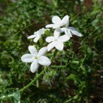 Tread-softly (Cnidoscolus stimulosus)