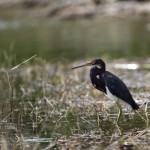 Photo by Dustin Smith https://www.flickr.com/photos/dsmiami/