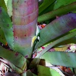 Carolina anole male and female (Anolis carolinensis)
