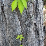 Virginia-creeper (Parthenocissus quinquefolia)
