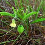 Walter's groundcherry (Physalis walteri)