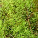 Wedgelet fern (Sphenomeris clavata)