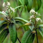 West Indian lilac (Tetrazygia bicolor)